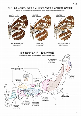 【絶版　希少】 月刊むし　昆虫図説シリーズ10 日本と世界のホシミスジ　蝶々