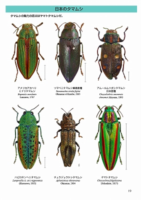 世界のタマムシ大図鑑 - 趣味/スポーツ/実用