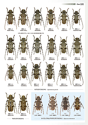 日本産カミキリムシ大図鑑（II）
