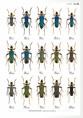 日本産カミキリムシ大図鑑 I