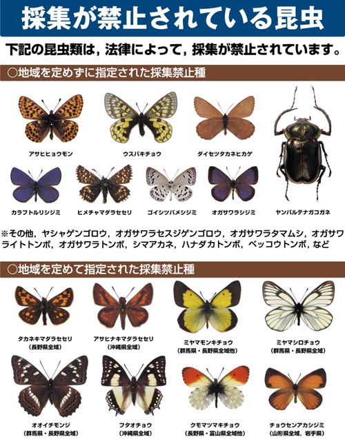 Parnassius （淡路昆虫研究会会誌・兵庫県）2～50号＋総目次 昆虫・蝶 