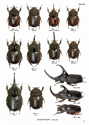 世界のカブトムシ【上】南北アメリカ大陸編