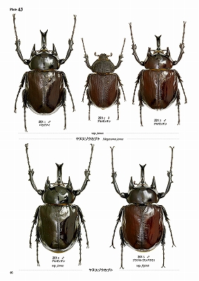 世界のカブトムシ【上】南北アメリカ大陸編