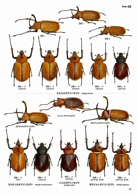 世界のカブトムシ【上】南北アメリカ大陸編