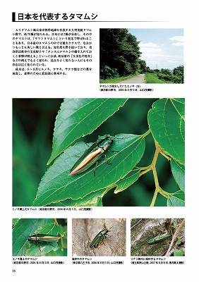 日本産タマムシ大図鑑 = The buprestid beetles of J… www